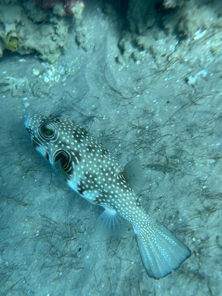 Colorful fish in the Red Sea, Hurghada, Egypt