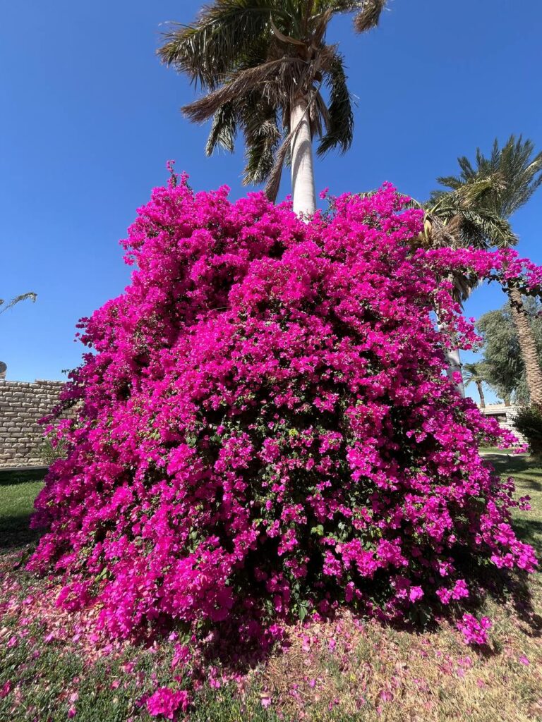 Beautiful garden with tropical plants in Hurghada, Egypt