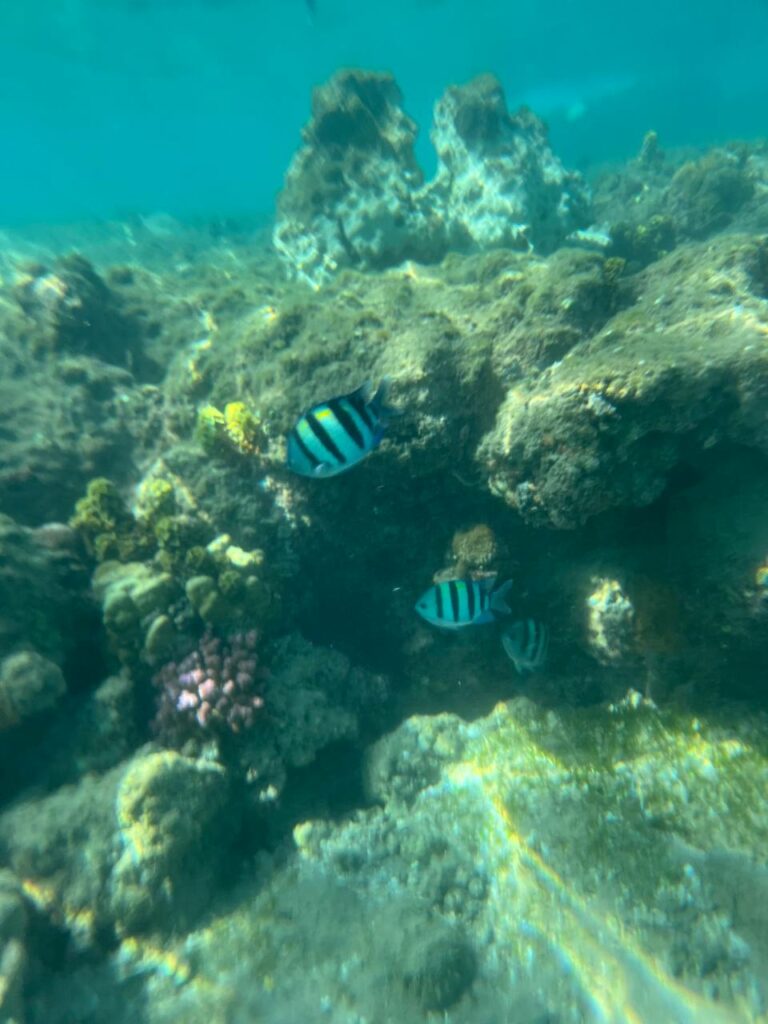 Diver exploring coral reefs in the Red Sea, Hurghada, Egypt